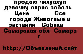 продаю чихуахуа девочку,окрас соболь › Цена ­ 25 000 - Все города Животные и растения » Собаки   . Самарская обл.,Самара г.